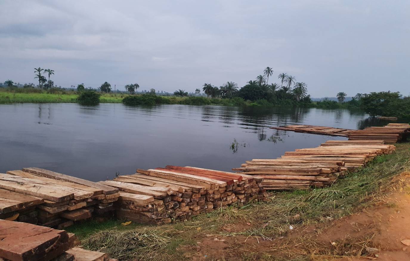 Excessive Illegal Logging