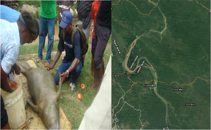 An Appraisal of the threats to African Manatees in Nigeria