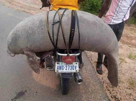 Manatee Calf on a Motorbike