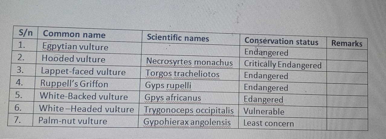 NIGERIAN VULTURE SPECIES