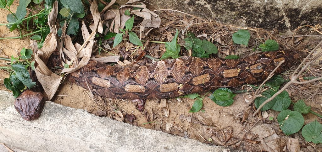 A gravit female Gabon Viper