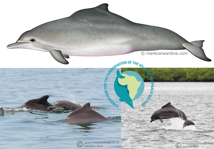 Physical features of the Atlantic Humpback Dolphin