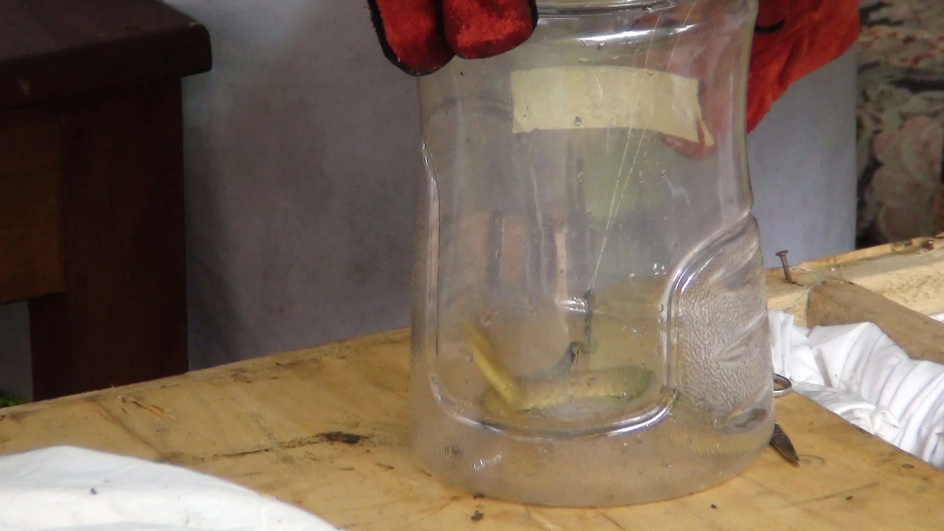 snake in a container
