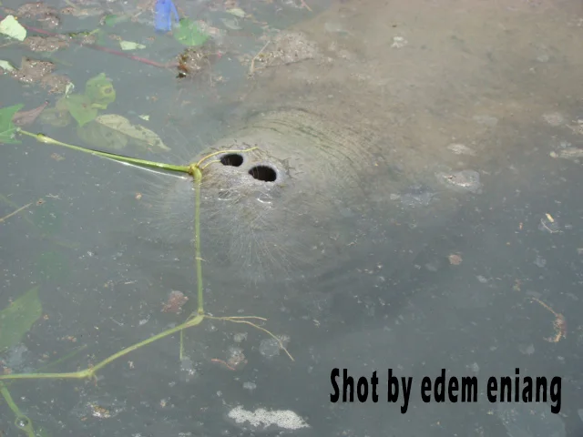 Itu Manatees, a project photo of Biodiversity Preservation center