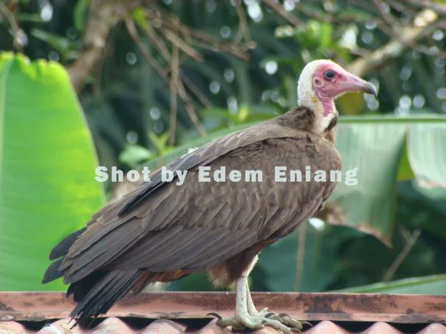 CONSERVATION: The Vulture, Man and Society