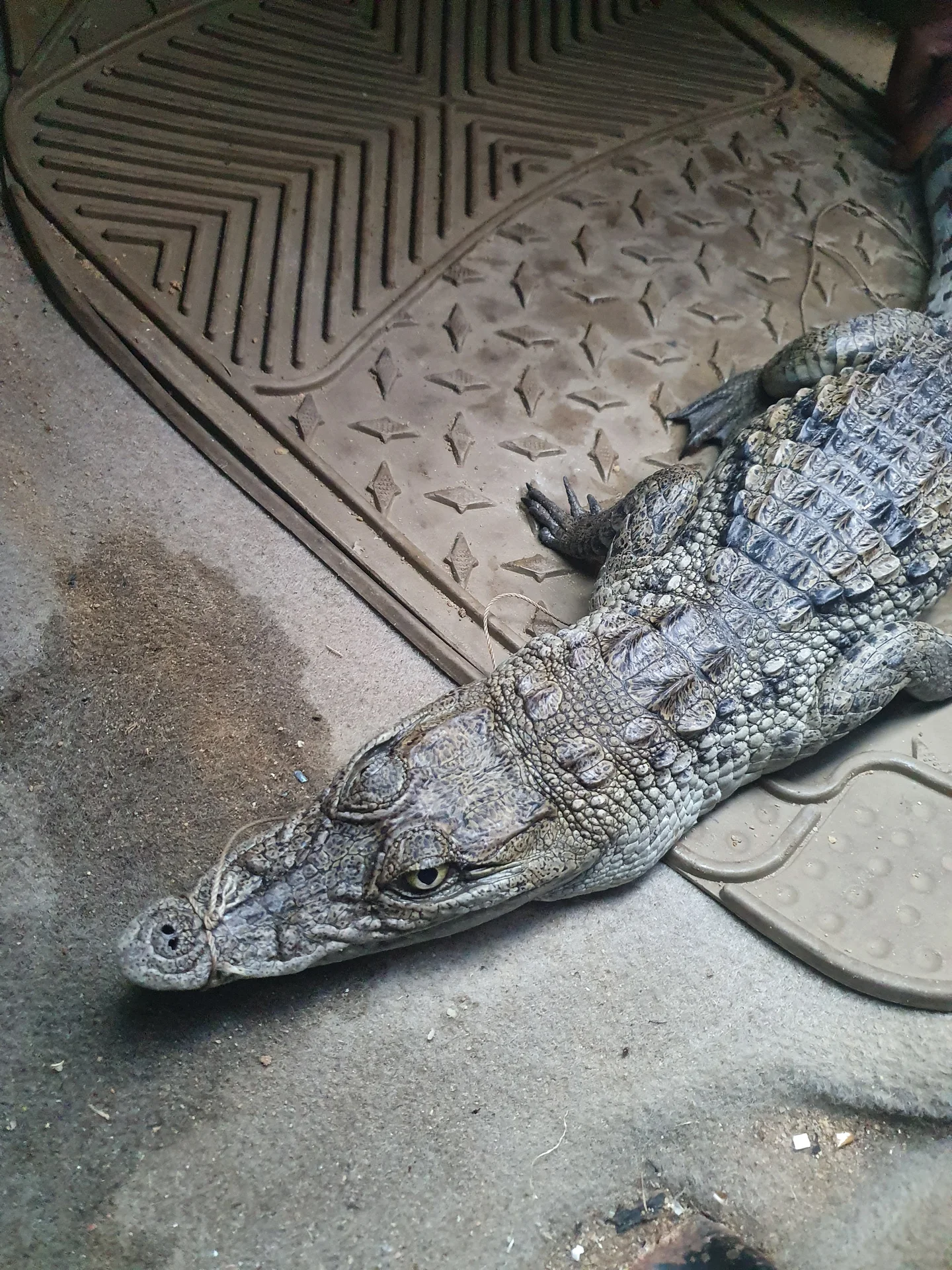 Juvenile C. sochus rescued from a pet trader from Itu Wetlands in 2021