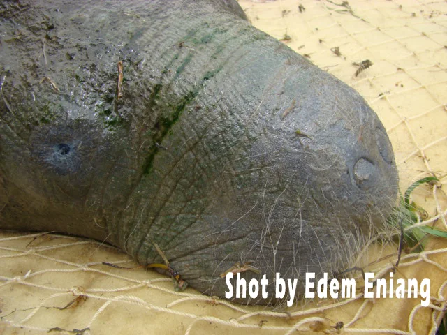 Manatee photos
