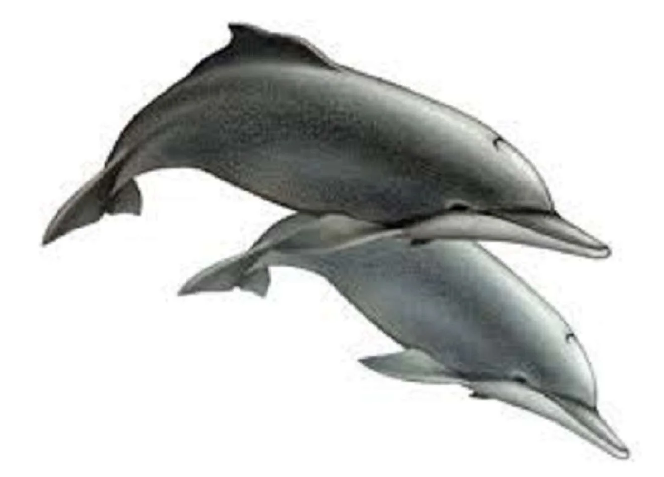 Atlantic Humpback Dolphin Conservation