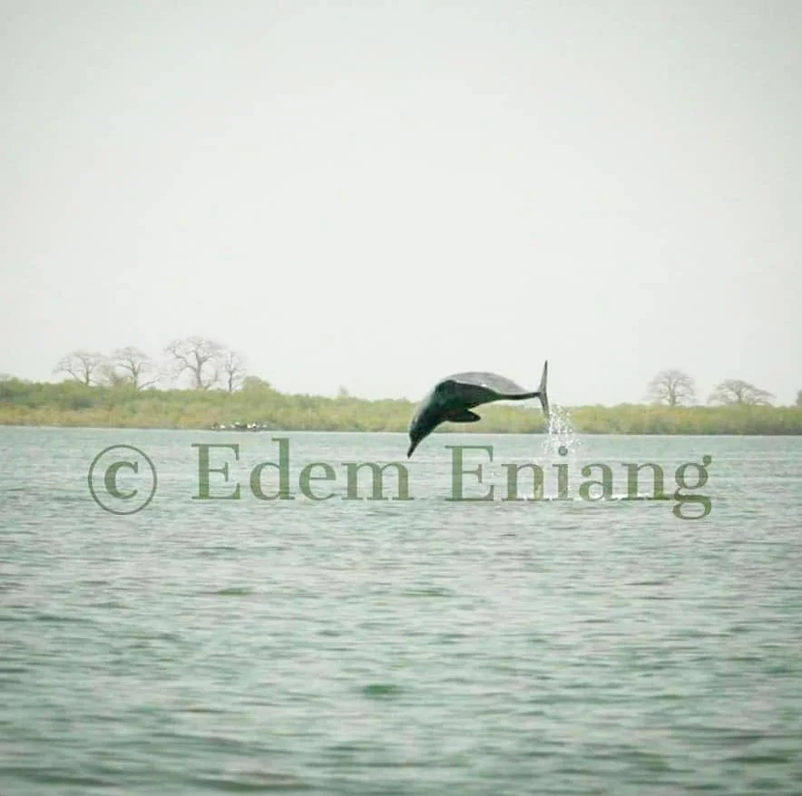 The atlantic humpback dolphin