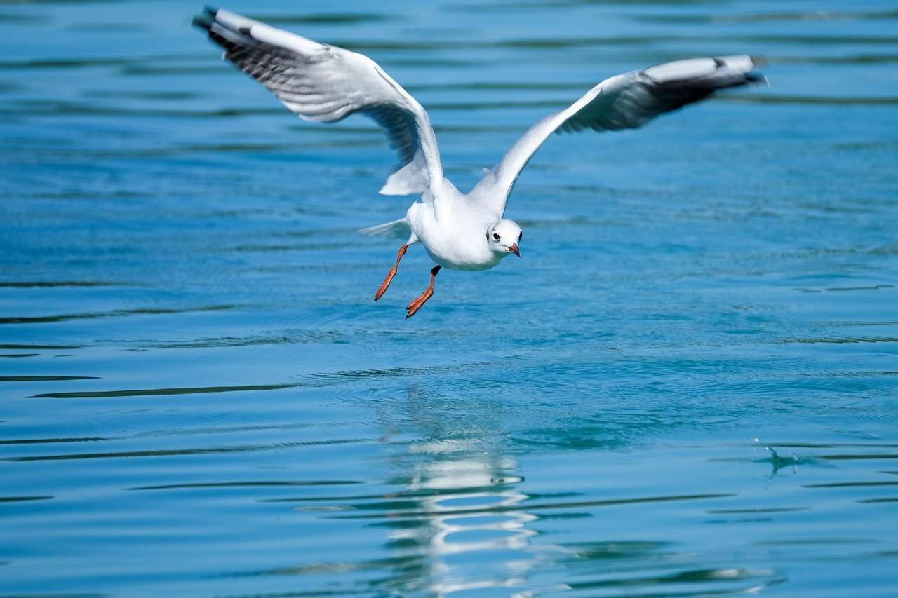 seagull, bird, water bird