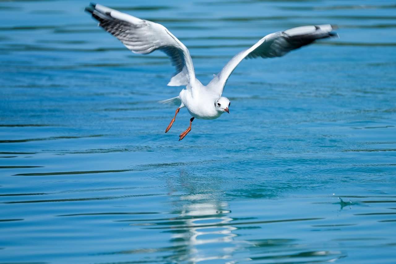 Воздушная птица. Воздушные птицы. Птица Чайка белаяновэкс. Seagulls Max. Водно воздушное животное.