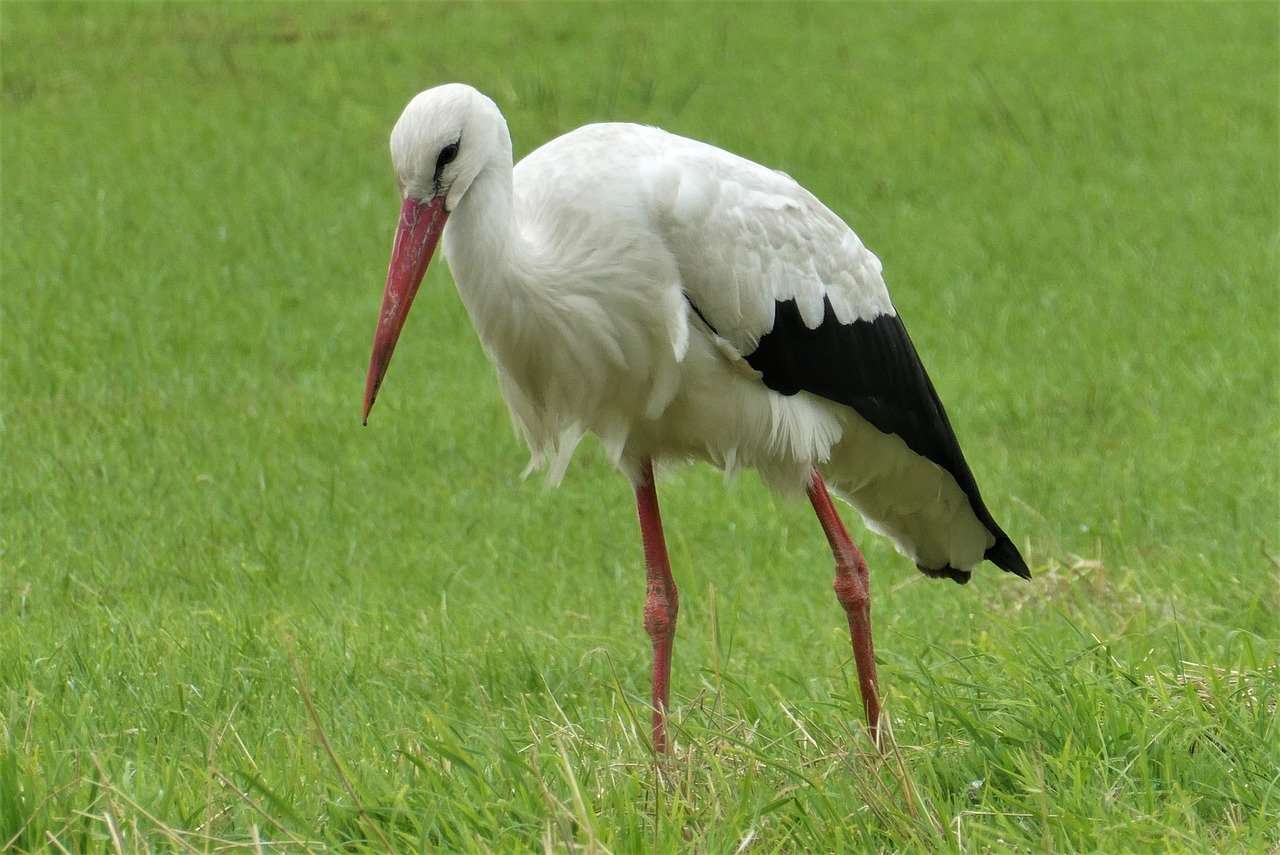 stork, meadow bird, grass