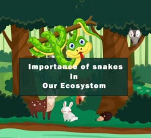 Importance of snakes to our ecosystem