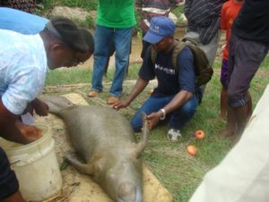AN APPRAISAL OF THE THREATS TO AFRICAN MANATEES IN NIGERIA