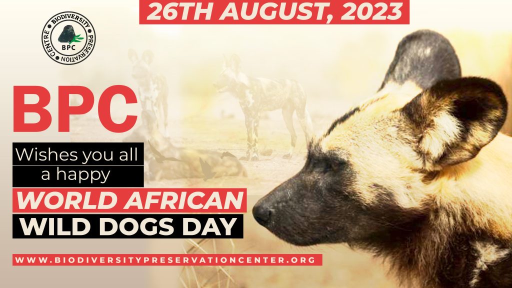 Celebrating World African Wild Dog Day: Preserving a Unique and Endangered Species